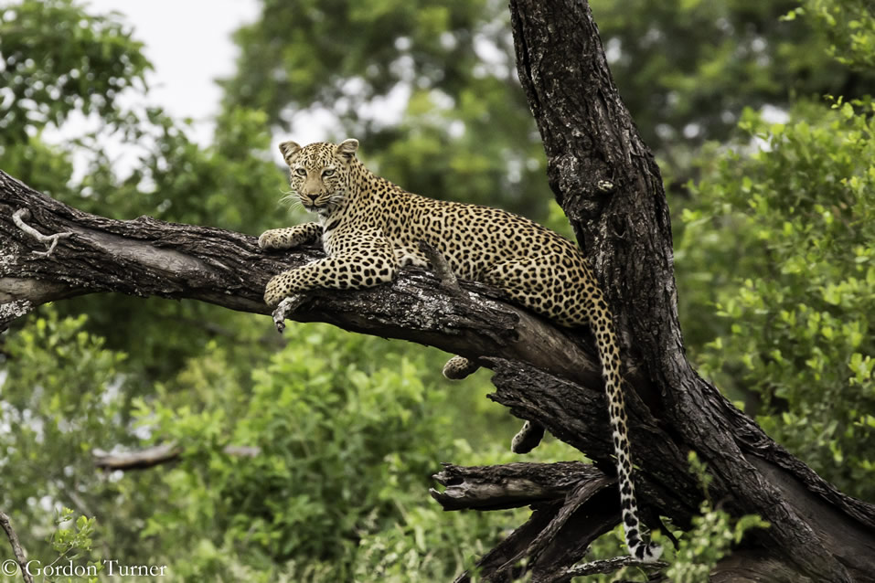 <h2>2020 South African Golf Cruise</h2>10 Nights | 4 Rounds | Cape Town – Cape Town | January 21 – 31